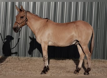 Mulo, Caballo castrado, 14 años, 155 cm, Bayo