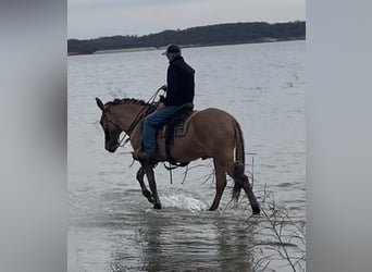 Mulo, Caballo castrado, 14 años, 155 cm, Bayo