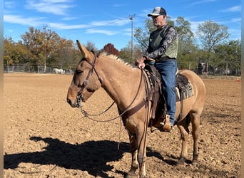 Mulo, Caballo castrado, 14 años, 155 cm, Bayo