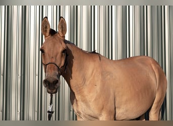 Mulo, Caballo castrado, 14 años, 155 cm, Bayo