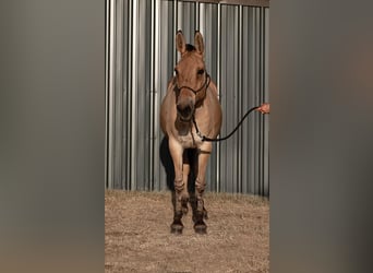 Mulo, Caballo castrado, 14 años, 155 cm, Bayo