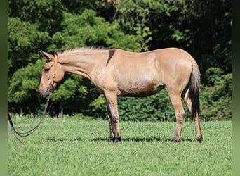 Mulo, Caballo castrado, 14 años, 155 cm, Buckskin/Bayo