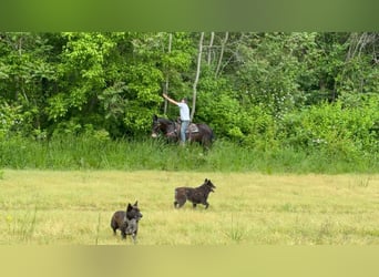 Mulo, Caballo castrado, 14 años, 155 cm, Negro