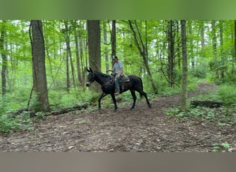 Mulo, Caballo castrado, 14 años, 155 cm, Negro