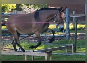 Mulo, Caballo castrado, 14 años, 160 cm, Buckskin/Bayo