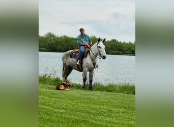 Mulo, Caballo castrado, 14 años, 173 cm, Tordo