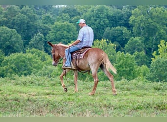 Mulo, Caballo castrado, 14 años, Alazán rojizo