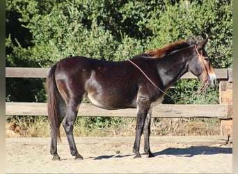 Mulo, Caballo castrado, 14 años, Castaño rojizo