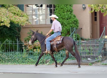Mulo, Caballo castrado, 14 años, Castaño rojizo