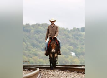 Mulo, Caballo castrado, 14 años, Negro