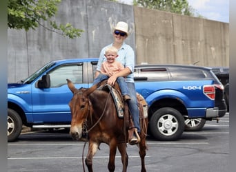 Mulo, Caballo castrado, 15 años, 142 cm, Castaño rojizo