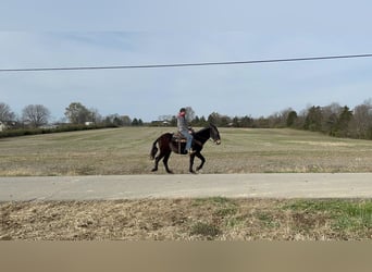 Mulo, Caballo castrado, 15 años, 142 cm, Negro