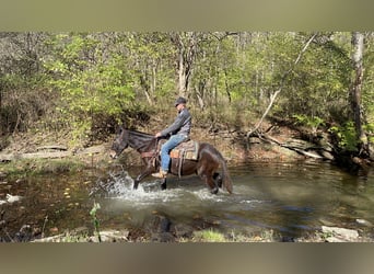 Mulo, Caballo castrado, 15 años, 142 cm, Negro