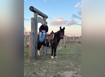 Mulo, Caballo castrado, 15 años, 147 cm, Negro