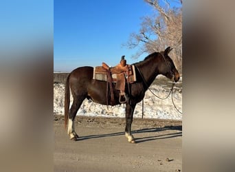 Mulo, Caballo castrado, 15 años, 147 cm, Negro