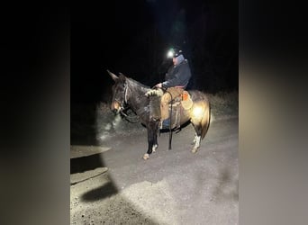 Mulo, Caballo castrado, 15 años, 147 cm, Negro