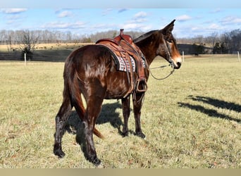 Mulo, Caballo castrado, 15 años, 150 cm, Castaño rojizo