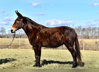 Mulo, Caballo castrado, 15 años, 150 cm, Castaño rojizo