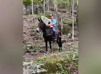 Mulo, Caballo castrado, 15 años, 150 cm, Castaño rojizo