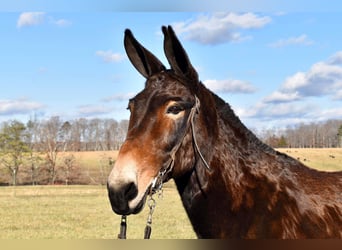 Mulo, Caballo castrado, 15 años, 150 cm, Castaño rojizo