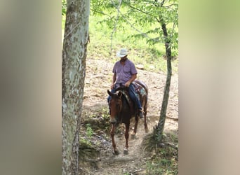 Mulo, Caballo castrado, 15 años, 155 cm, Alazán rojizo