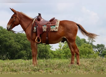 Mulo, Caballo castrado, 15 años, 155 cm, Alazán rojizo