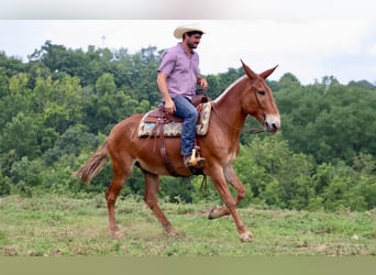 Mulo, Caballo castrado, 15 años, 155 cm, Alazán rojizo