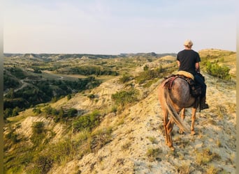 Mulo, Caballo castrado, 15 años, 157 cm