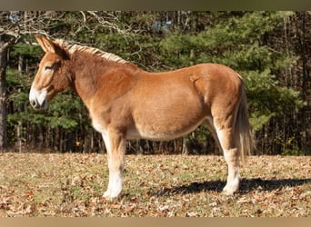 Mulo, Caballo castrado, 15 años, Alazán rojizo