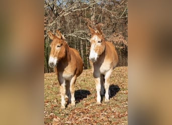 Mulo, Caballo castrado, 15 años, Alazán rojizo