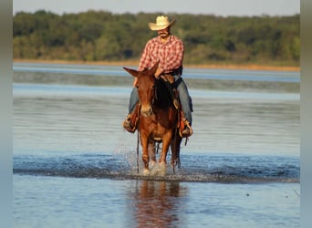 Mulo, Caballo castrado, 16 años, 142 cm, Alazán rojizo