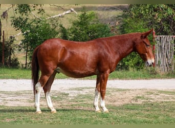 Mulo, Caballo castrado, 16 años, 142 cm, Alazán rojizo