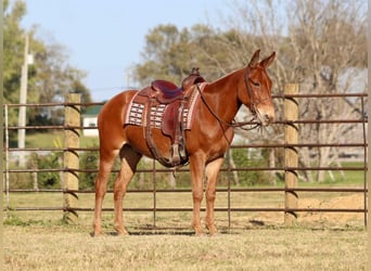 Mulo, Caballo castrado, 16 años, 152 cm, Alazán-tostado