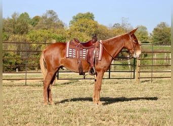 Mulo, Caballo castrado, 16 años, 152 cm, Alazán-tostado