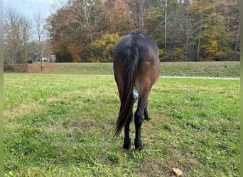 Mulo, Caballo castrado, 16 años, 152 cm, Castaño rojizo