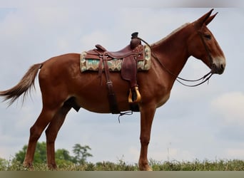 Mulo, Caballo castrado, 16 años, 155 cm, Alazán rojizo