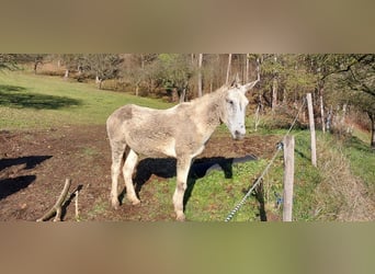 Mulo, Caballo castrado, 16 años, 163 cm, Tordo