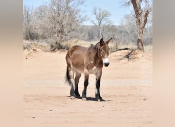 Mulo, Caballo castrado, 16 años, Castaño rojizo