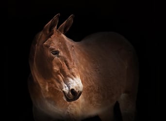 Mulo, Caballo castrado, 16 años, Castaño rojizo