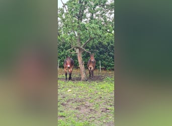 Mulo, Caballo castrado, 17 años, 150 cm, Castaño