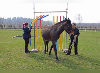 Mulo, Caballo castrado, 17 años, 163 cm, Castaño