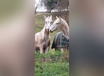 Mulo, Caballo castrado, 17 años, 163 cm, Tordo