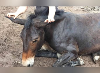 Mulo, Caballo castrado, 18 años, 163 cm, Castaño