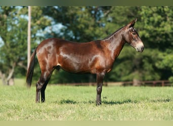 Mulo, Caballo castrado, 19 años, 145 cm, Castaño rojizo