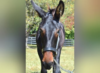 Mulo, Caballo castrado, 2 años, 132 cm, Castaño rojizo