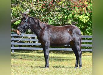 Mulo, Caballo castrado, 2 años, 132 cm, Castaño rojizo