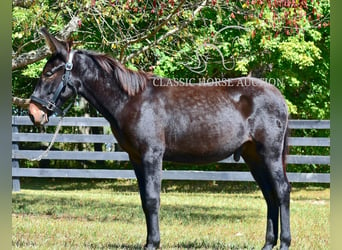 Mulo, Caballo castrado, 2 años, 132 cm, Castaño rojizo