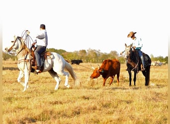 Mulo, Caballo castrado, 3 años, 147 cm, Tordo