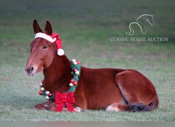 Mulo, Caballo castrado, 4 años, 112 cm, Alazán rojizo