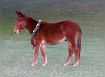 Mulo, Caballo castrado, 4 años, 112 cm, Alazán rojizo